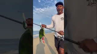 Surf Fishing for Dorados in Cabo San Lucas - Pacific Side Adventures! 🎣🌊