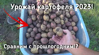 Урожай картофеля 2023 очень радует! Побит ли прошлогодний результат? Что думаете?