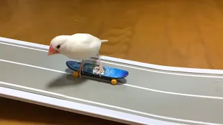 Holly Streams Skatebird (Part 1)