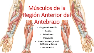 Anatomía - Músculos de la Región Anterior del Antebrazo (Origen, Inserción, Inervación, Acción)