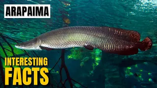 Amazing facts of  Arapaima | Interesting Facts | The Beast World