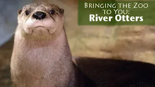 Bringing the Zoo to You: River Otters