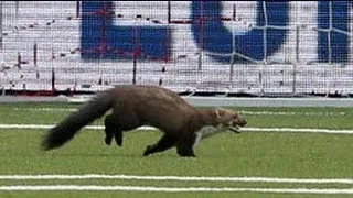 Wild Animal Runs Onto Soccer Field And Bites Two Players 10/03/2013