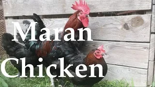 Remastered Chicken Breed Analysis: The Marans