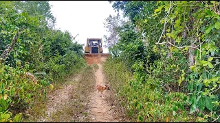 Good Job? Stunning Actions of D6R XL Bulldozer Operators Widening Plantation Roads