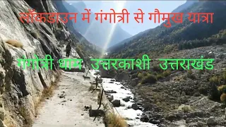 #Gangotri #to #Gaumukh #trek #10/10/2020 #Uttarakhand