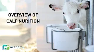 Dairy Calf Nutrition Overview
