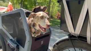 Generations of Fun: Senior & Pup's Dog Cart Adventure on Electric Bike!