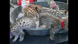 Savannah cat and kittens enjoying outdoors