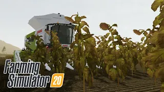 Harvesting Sunflowers and Take Care of Farm | Farming Simulator 20
