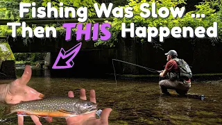 Huge Brook Trout!! - Small Stream Fly-Fishing Central, NY