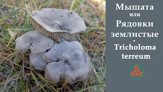 Мышата или Рядовки землистые - Tricholoma terreum. Сравнение с Рядовкой штриховатой.