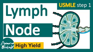 Lymph node | lymph node histology | Function of the lymph node | USMLE step 1