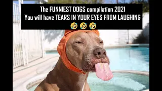 The FUNNIEST DOGS compilation 2021 You will have TEARS IN YOUR EYES FROM LAUGHING 🤣🤣🤣