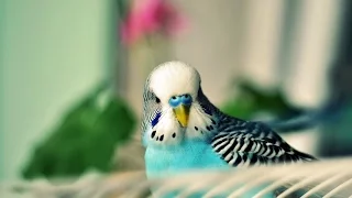Calming Music For Birds || Budgies || Relaxing Music to Tame your Birds #2