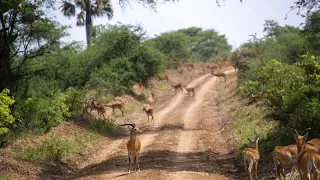 Oil drilling looks set to go ahead in Ugandan national park