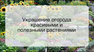 Украшение огорода красивыми и полезными растениями