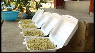 How To Grow Bean Sprouts In Styrofoam Box At Home For Beginners ( 3 day )