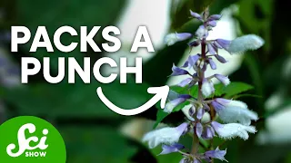 Why Salvia is One of the Strongest Psychedelics on Earth