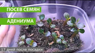 Как вырастить АДЕНИУМ ИЗ СЕМЯН, пошаговая инструкция, от посева до 17 дня развития. АДЕНИУМ ДОМА