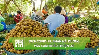 Bất chấp dịch Covid-19, nhãn Hải Dương vẫn xuất khẩu thuận lợi | VTC16