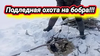 Проверка капкана на бобра!!!Соблюл все правила охоты!!!