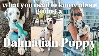 🐶 WHAT NO ONE TELLS YOU ABOUT GETTING A DALMATIAN PUPPY - Watch This Before You Get a Dalmatian