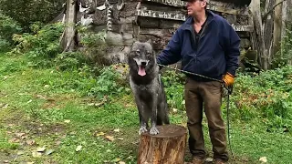 The Steve Kroschel Wildlife Center-Wolf with Steve, Patrick and Jeff #brave #strong #haines #wolf