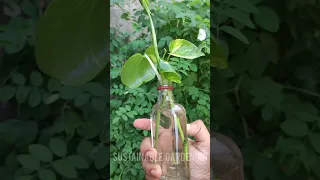 Reusing waste whiskey bottle to propagate plants ft. sustainable gardening #shorts #reuse #pothos