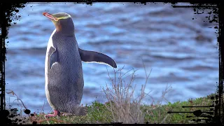 PENGUINS of New Zealand 🇳🇿