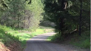 Baby Bigfoot Captured On Video?