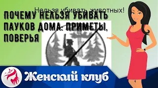 Почему нельзя убивать пауков дома: приметы, поверья