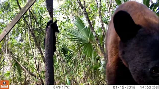 Cinnamon Bear with Black Cub in Big Cypress National Preserve