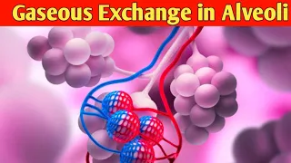 How exchange of gases take place in Alveoli? | Gaseous Exchange in Lungs | Respiratory System