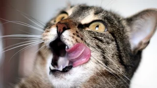 Funny Cat Videos Compilation part. 2 [2014 NEW HD]