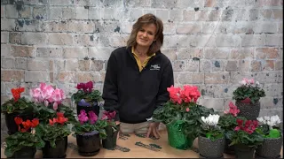 How to Care for a Cyclamen Plant ENGLISH GARDENS