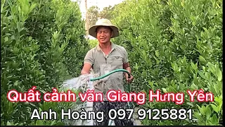 Chăm sóc quất chum chậu tháng 8 âm và gắm cây vườn anh Hoàng