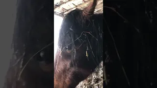 Mustang Horse Fell Asleep Standing Up in Ice Storm (She’s fine!)