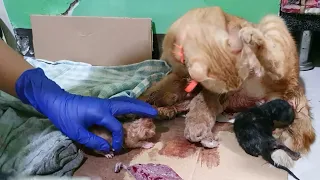 New Born Kittens Umbilical Cord Cutting | Momshie Jhona