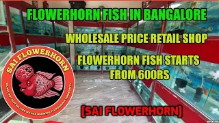 Flowerhorn Fish In Bangalore Wholesale Price Retail Shop @ Sai Flowerhorn Fish Starts From 600Rs