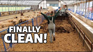 Cleaning & Preparing the SHEEP BARN for LAMBING!: Vlog 345