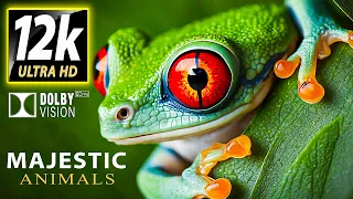 MAJESTIC ANIMALS 12K VIDEO ULTRA HD | Best of OLED Dolby Vision - with Relaxing Music