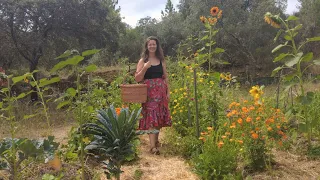 Summer in my off-grid kitchen- Harvesting and cooking from my vegetable garden