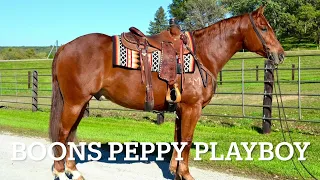 BOONS PEPPY PLAYBOY - 2019 AQHA Gelding