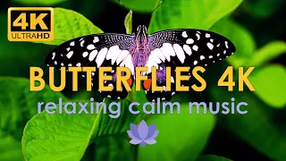 Бабочки на цветах🦋 Расслабляющая музыка для отдыха | Butterflies on flowers 🌸 Relaxing Healing Music