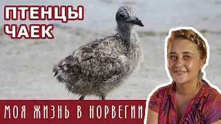 У ЧАЕК ВЫЛУПИЛИСЬ ПТЕНЦЫ // ЖИЗНЬ В НОРВЕГИИ