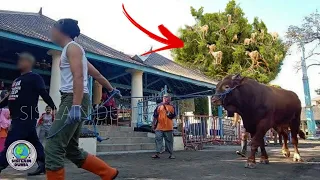 Takut di Potong, Gerombolan Kambing Kabur Panjat Pohon? Inilah Kebiasaan Kambing Yg Tak Biasa