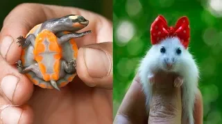 Cute Baby Animals videos compilation cute moment of the animals / Cutest animals in the world #6