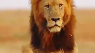 Attitude stuas with lion please subscribed my chenal