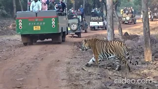 Tadoba Tiger sighting January 2023